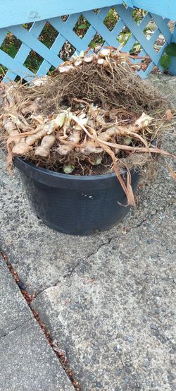 Irish bulbs