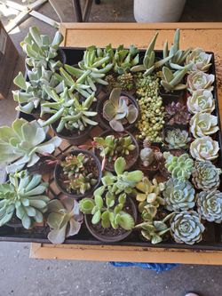 Succulents
