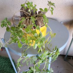 Lobster Plant In 6" Yellow Ceramic Pot