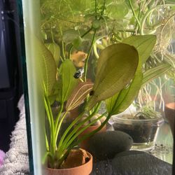 fish tank accessories 