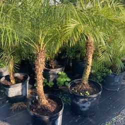 Pygmy Date Palm $70