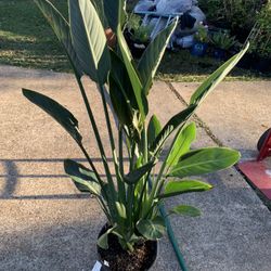 Orange Bird Of Paradise Plant 