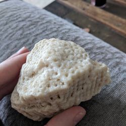 Petrified Palm Tree Fossil 