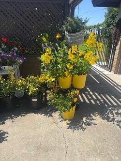 50% off all plants