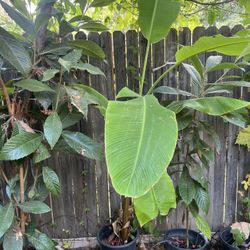 Banana Tree 