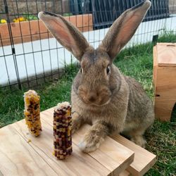 Bunny Picnic Table 