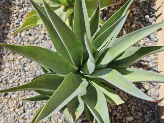 Multiple Agaves - $8