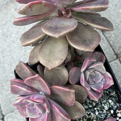 Graptopetalum 'Purple Delight' Succulent Plant 