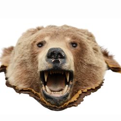 Taxidermy Bear Head, Possibly Grizzly, Knopp Bros. Spokane Washington Label, 8"H x 14" x 27"