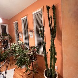 Euphorbia Ingens Succulent Cactus-appx 8 Ft Tall