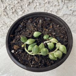 4 Inch Pot Succulent Plant - Senecio Variegated - String of Angel Tears Variegata - Trailing Succulent - Stablished Plant - Drought Resistant🪴  