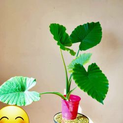Statement floor Alocasia Odora 'California plant/ Indoor Plant/ House Plant Flower Patio Garden