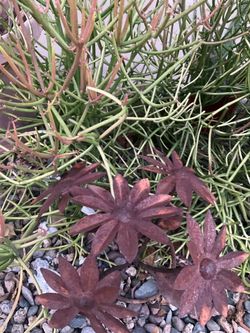 Garden decor