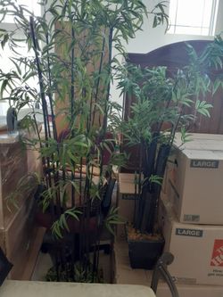 Bamboo Silk Plant set of 2.