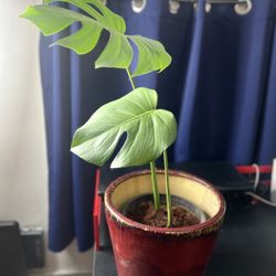 Monstera deliciosa In Pot To Grow Into! (great Gift!) 