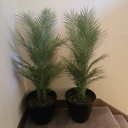 2x Faux / Fake Palm Plant