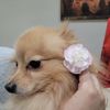 Josie 