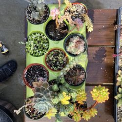 Assorted Succulents