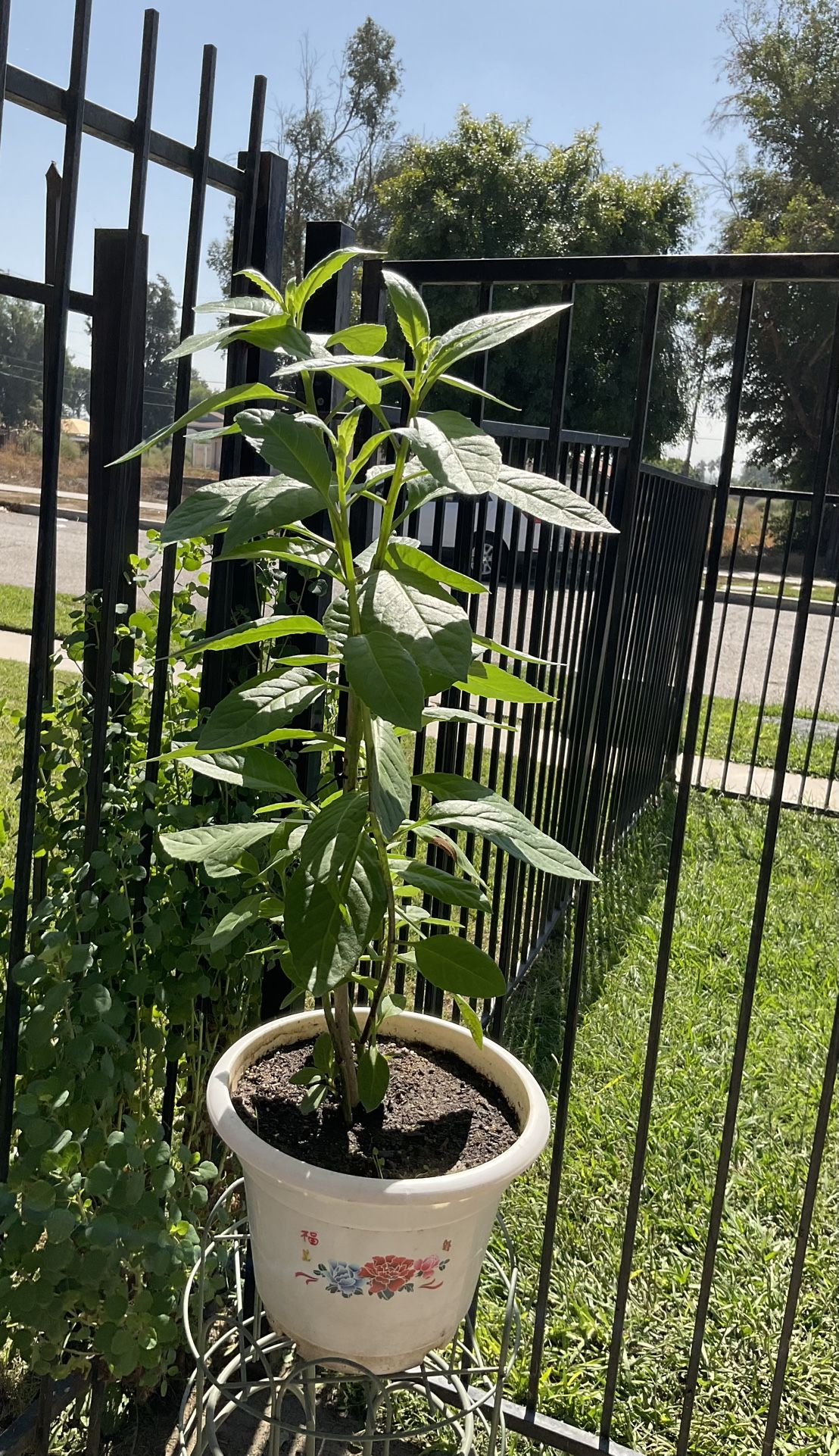 Insulin Live Plant $18