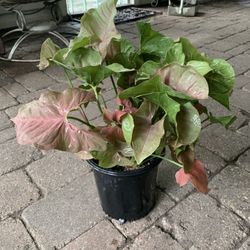 Arrowhead Vine Plant 