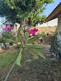 4 feet plumaria Plant
