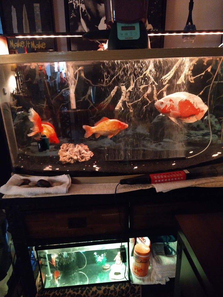 72 Gallon Curved Fish Tank