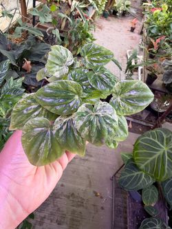 4” Variegated Peperomia