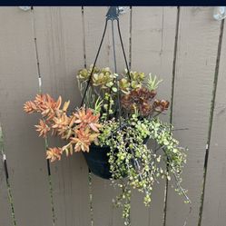 Hanging Succulent 