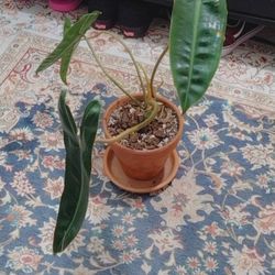 Philodendron Billitae