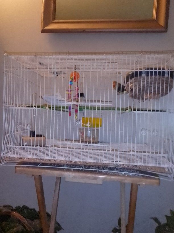 LOVE BIRD CAGE