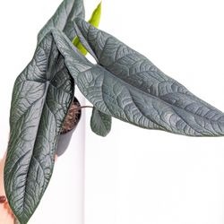 Alocasia Scalprum Plant 4" Pot - Indoor House Plants