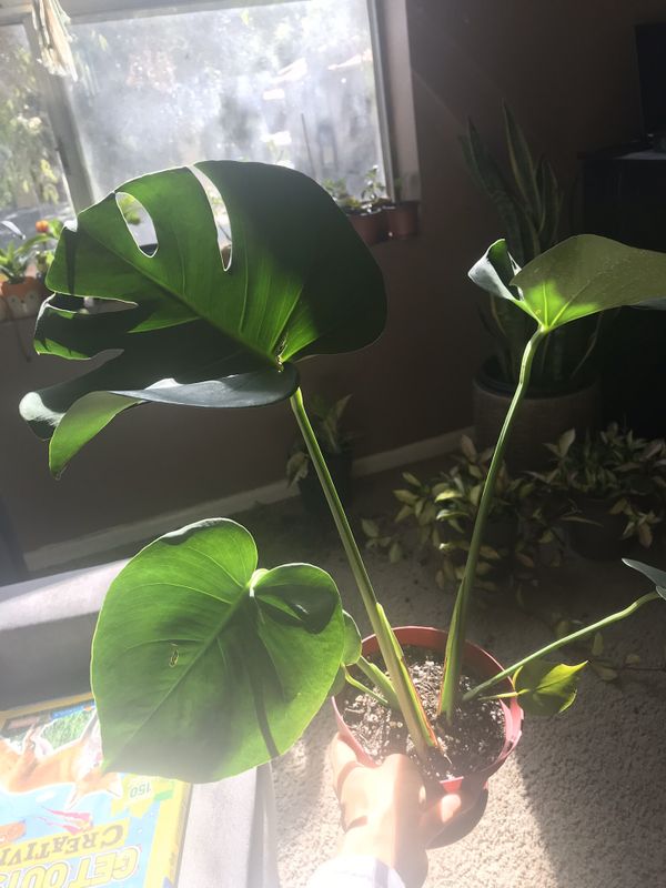 Indoor plants ( 6in monstera deliciosa) for Sale in Mesa