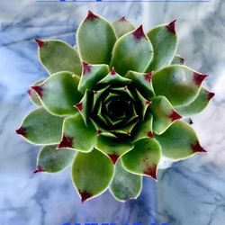Big BIG SUCCULENT SALE TODAY. SUNDAY JUNE 26TH FROM 1PM TO 6PM SAN LORENZO. TODAY !!!