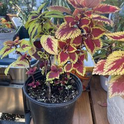 Coleus Plant