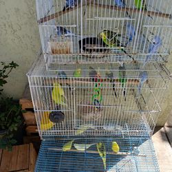 Periquitos De El Amor