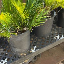 4 Sago Palm Trees