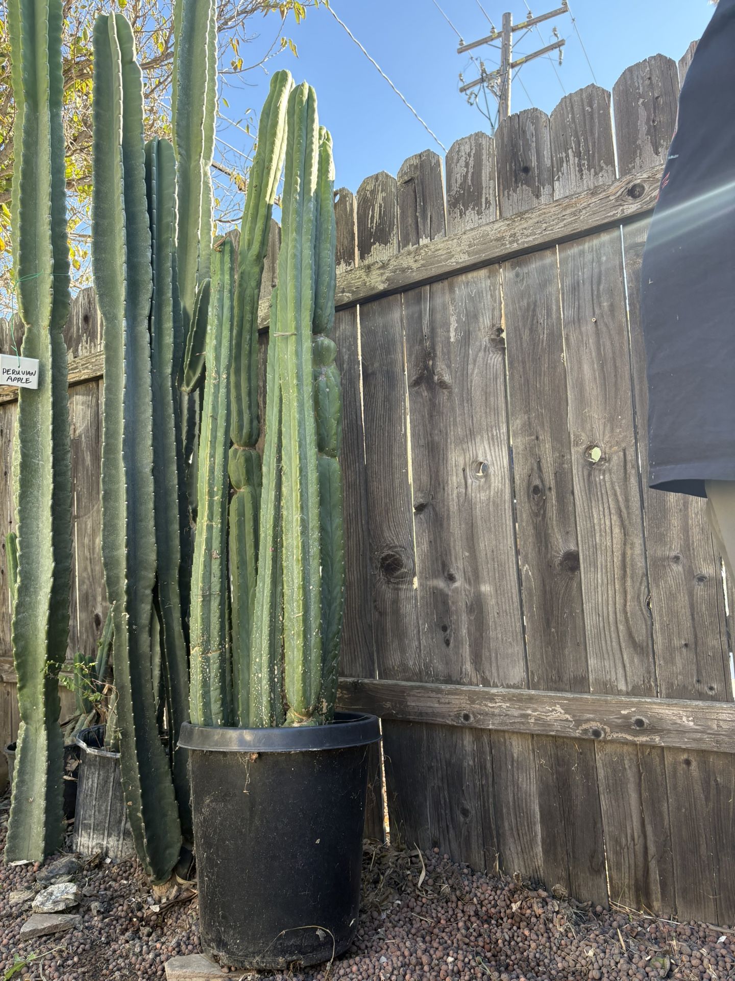 Huge San Pedro Cactus Potted Well Rooted,  Cactus  