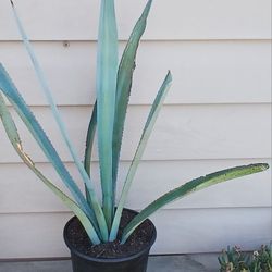 Agave Tequilana Plants 🪴 