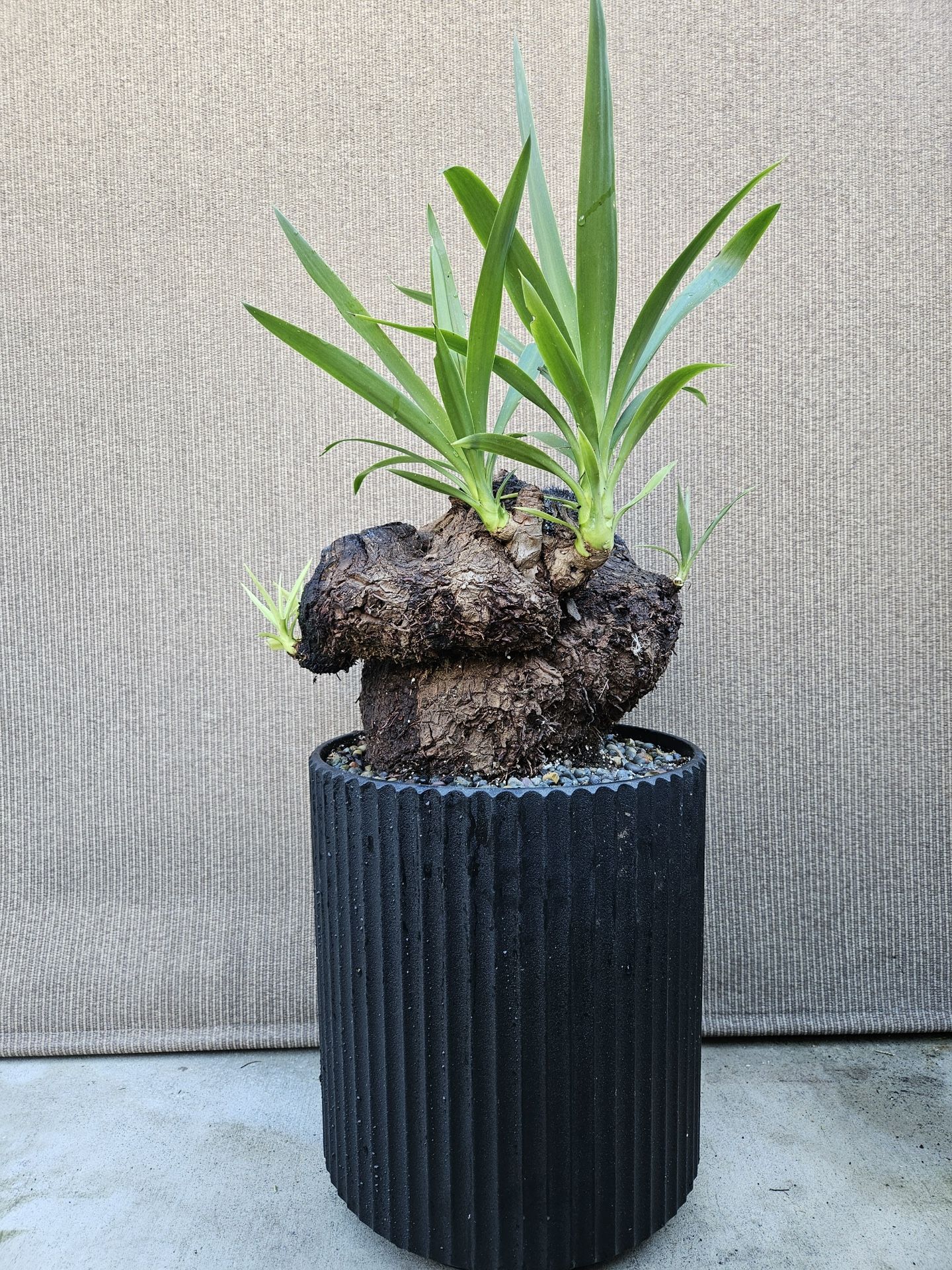 Old Yucca Bonsai Tree ( OUTDOOR and INDOOR PLANT) - thefunkyskunk.ie