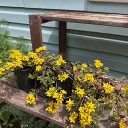creeping Jenny Perennial Plants