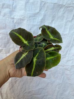 4” begonia listada