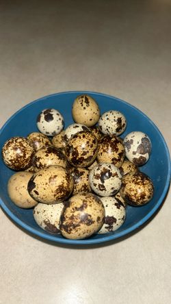 Eggs Of Quail