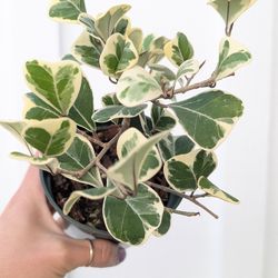 Ficus Triangularis Variegated Plant 4" Pot - Indoor House Plants