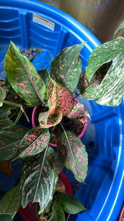 Beautiful pink 2 eglonema 8 months old