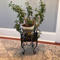 Live Jade Plant