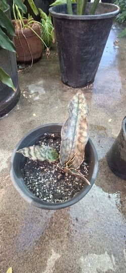 Cooperton Kirkii Sansevieria,snake Plant,sanseveria,rare Sansevieria,mother  in law tongue,