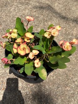 Peach crown of thorn plant