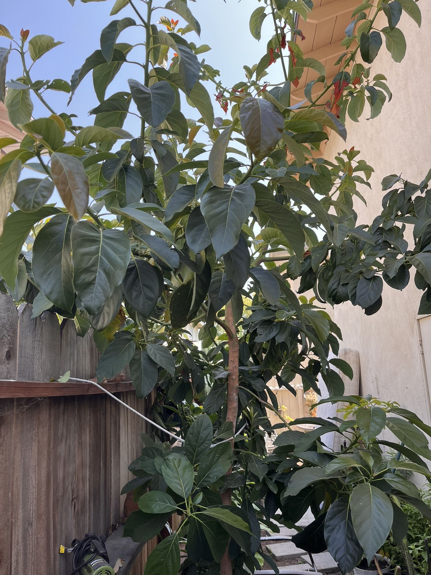 Plantas De Aguacate