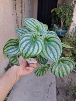 Peperomia Watermelon Plant $15