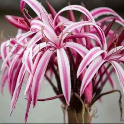 Purple Crinum Lilies 
